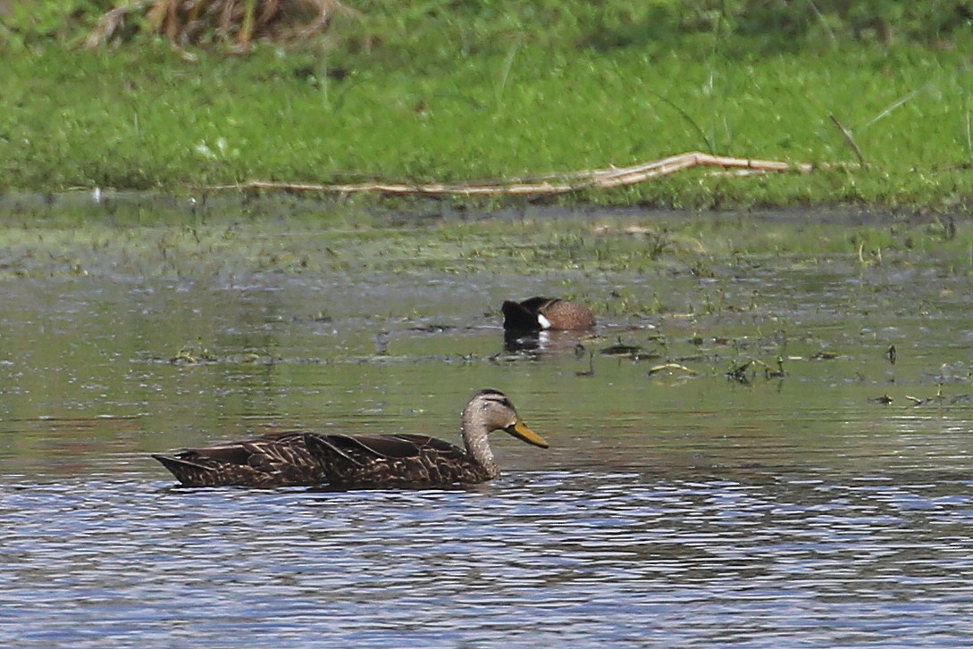 Mottled Duck (Gulf Coast) - ML150080941