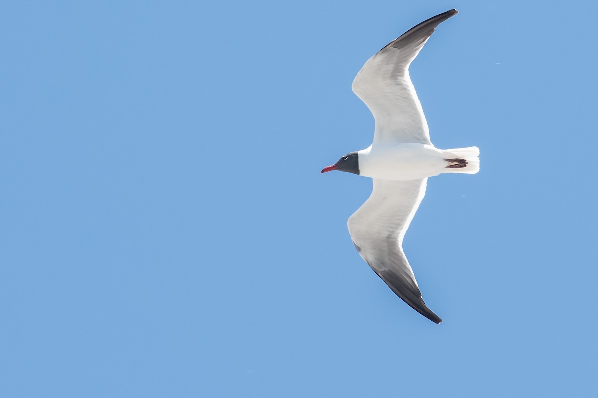 Laughing Gull - ML150081041