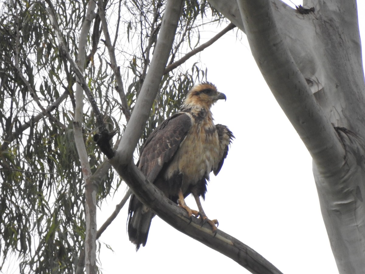Chaco Eagle - ML150081291