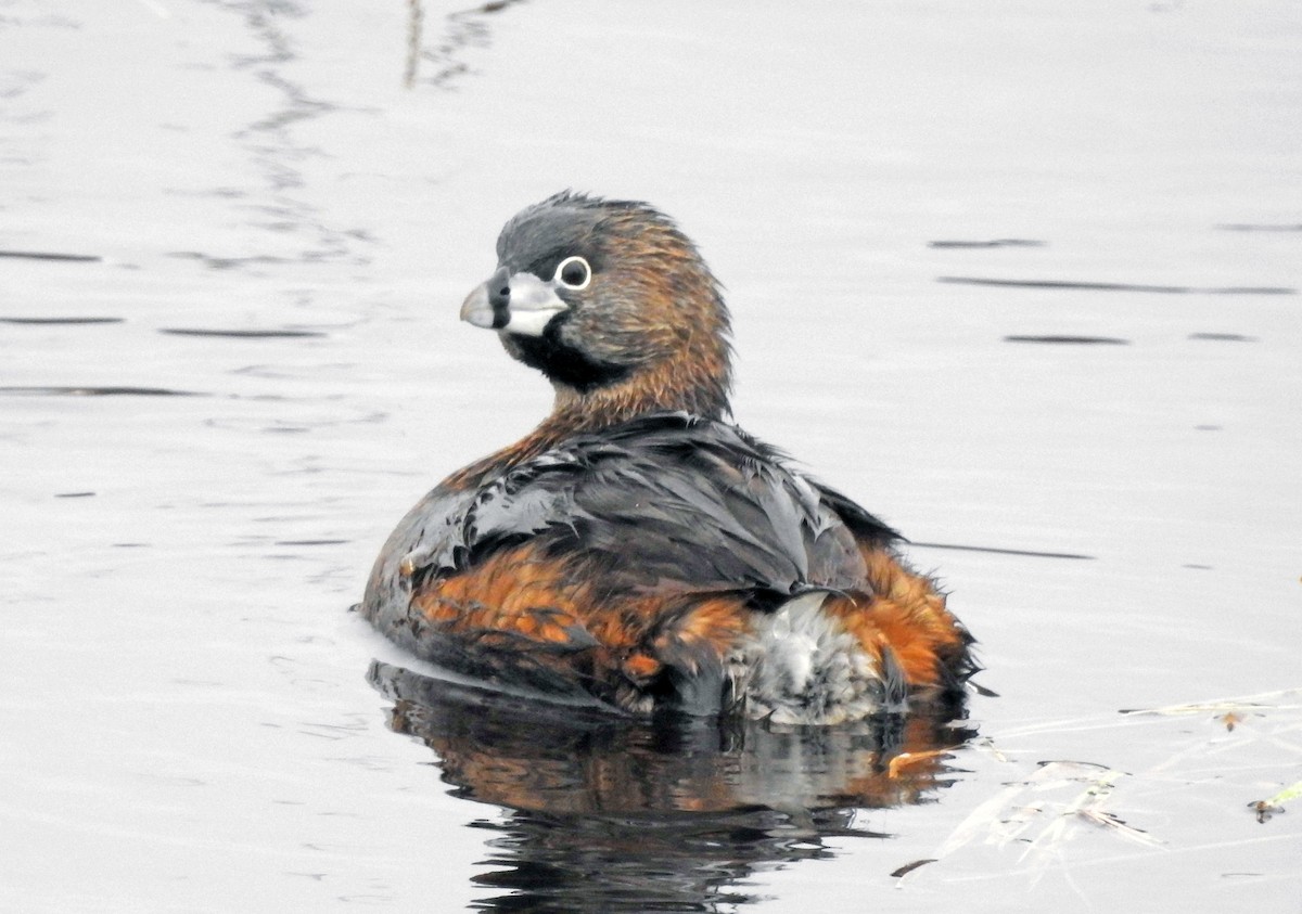 Pied-billed Grebe - Michael Hatton