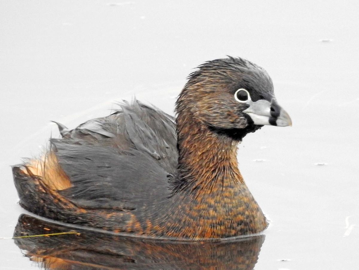 Pied-billed Grebe - Michael Hatton