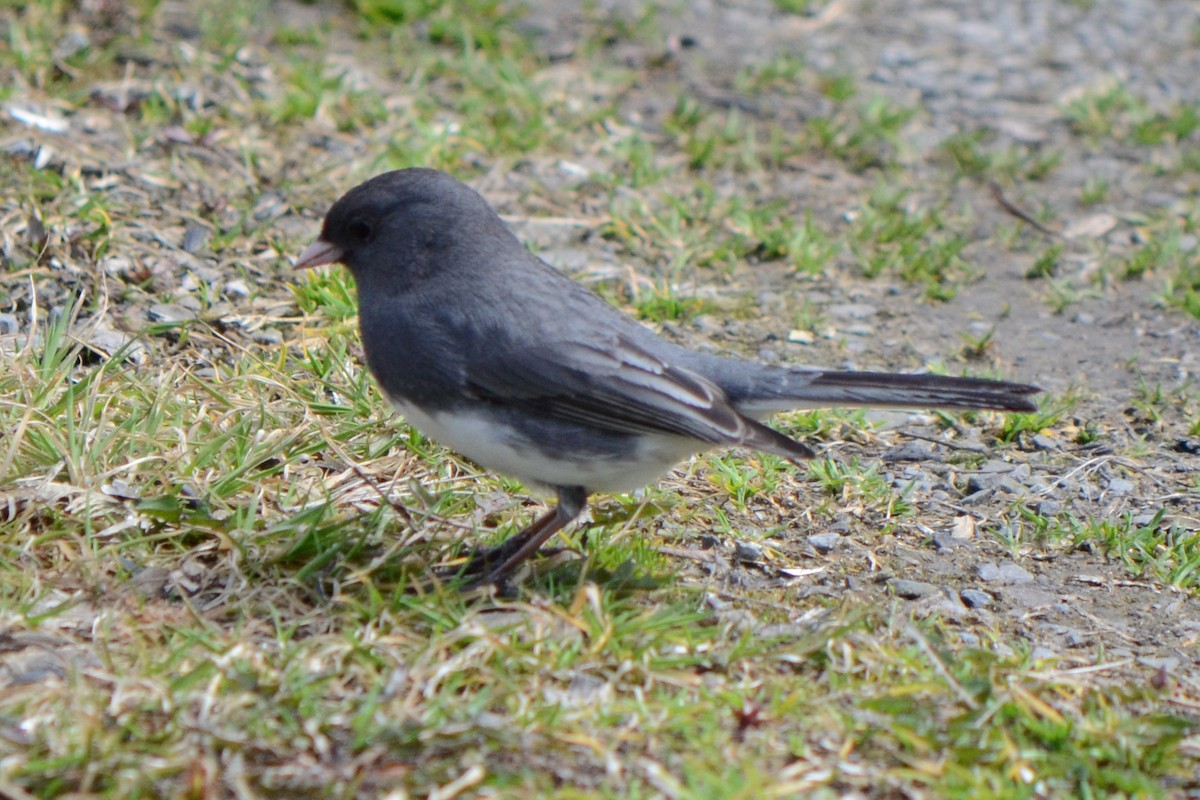 Dark-eyed Junco - Edward Tomes