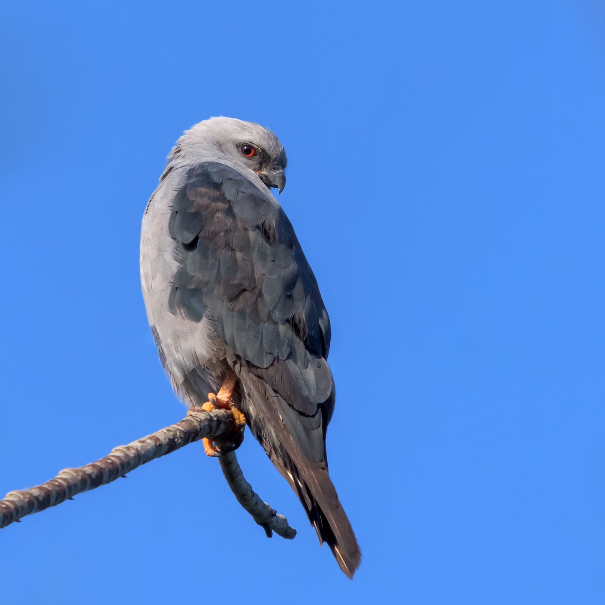 Plumbeous Kite - ML150083751