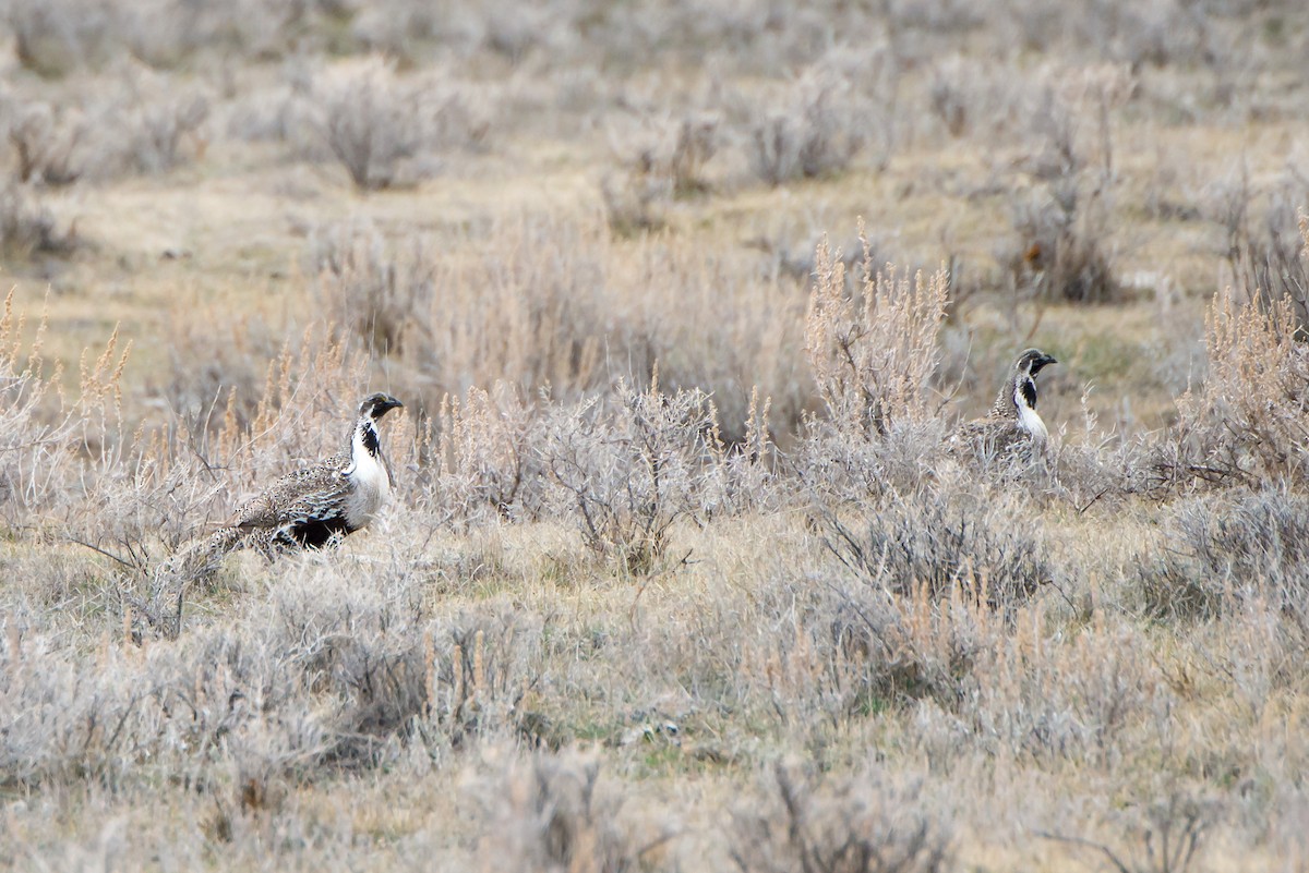 Greater Sage-Grouse - ML150084281