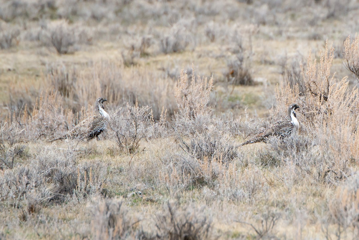 Greater Sage-Grouse - ML150084301