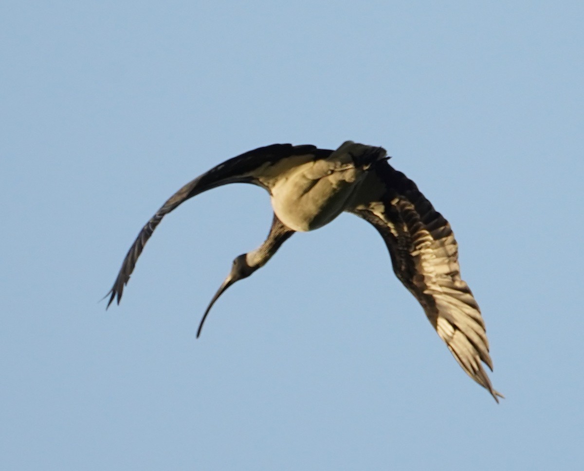 ibis slámokrký - ML150084461