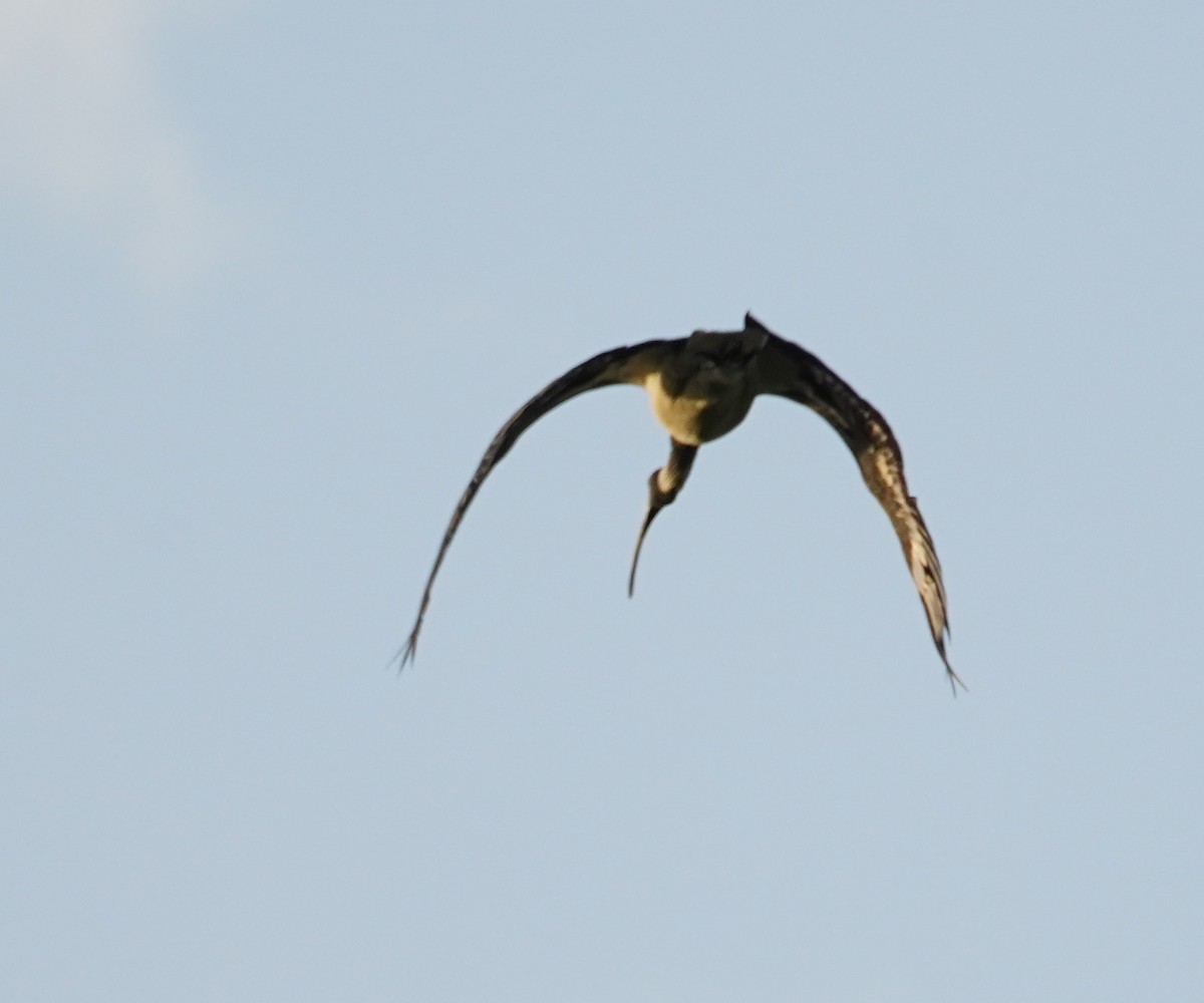 Straw-necked Ibis - ML150084481