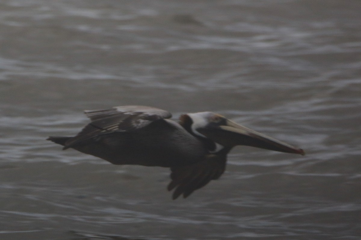 Brown Pelican - Tim Lenz