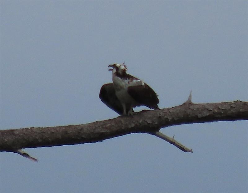 Águila Pescadora - ML150084541