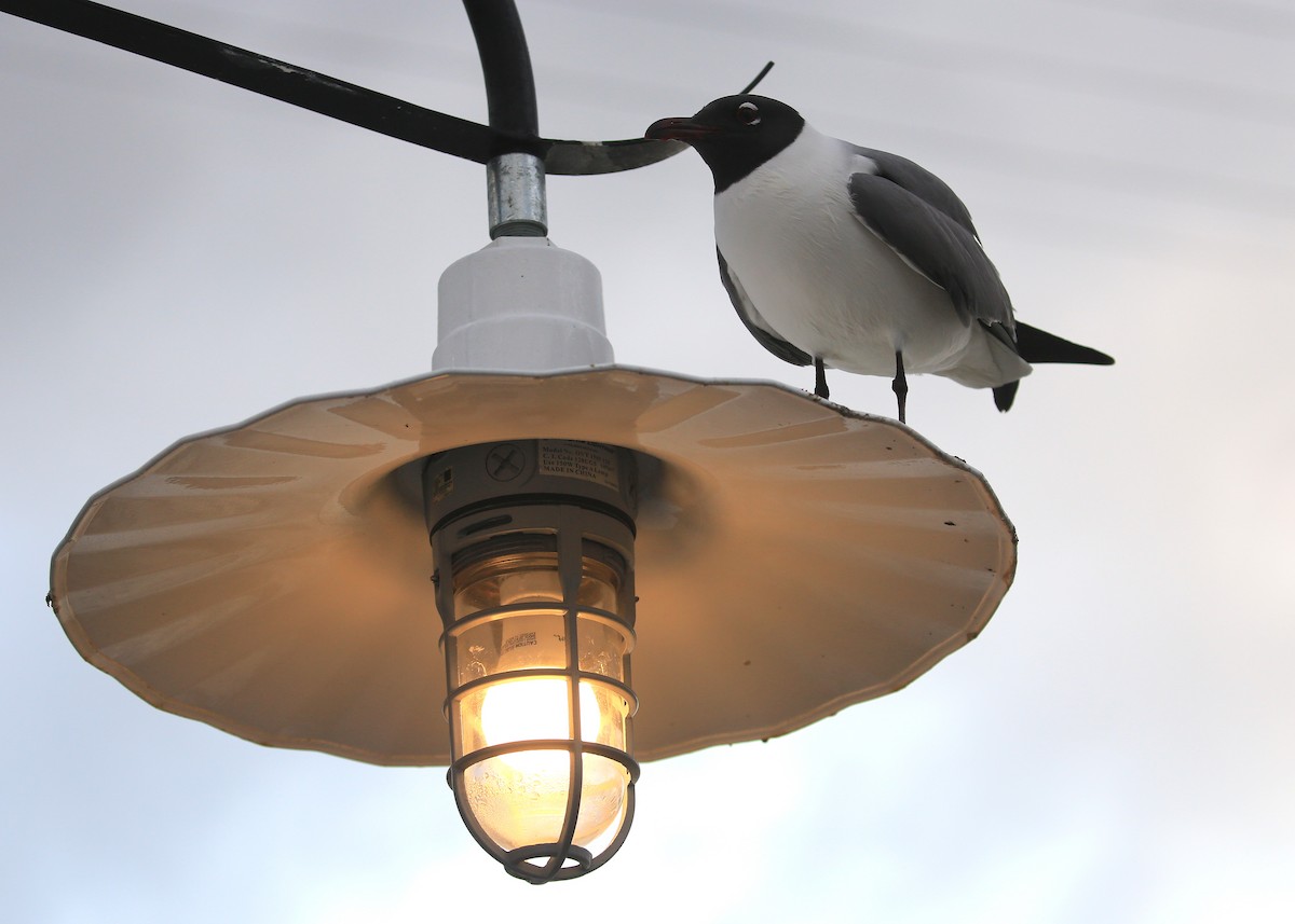 Laughing Gull - ML150084601