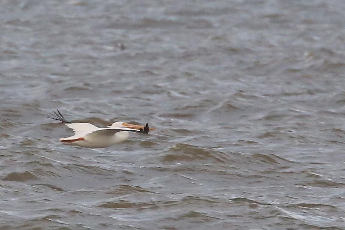 American White Pelican - ML150084841