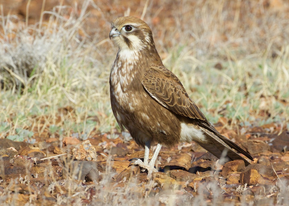 Brown Falcon - ML150084851