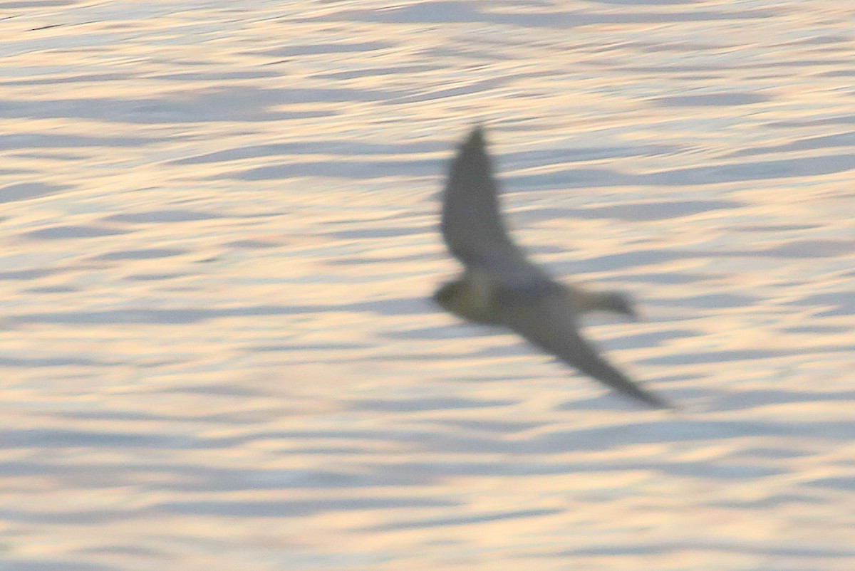 Cliff Swallow - ML150084991