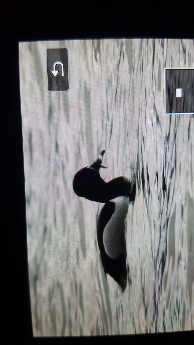 Ring-necked Duck - ML150085931