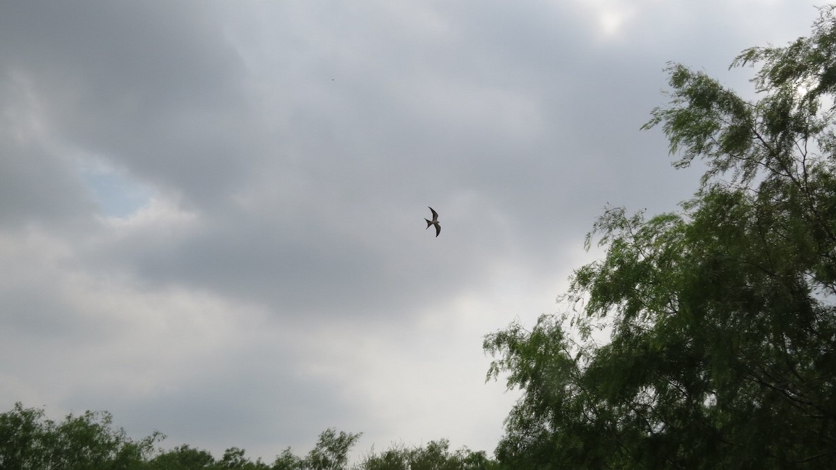 Swallow-tailed Kite - ML150088511