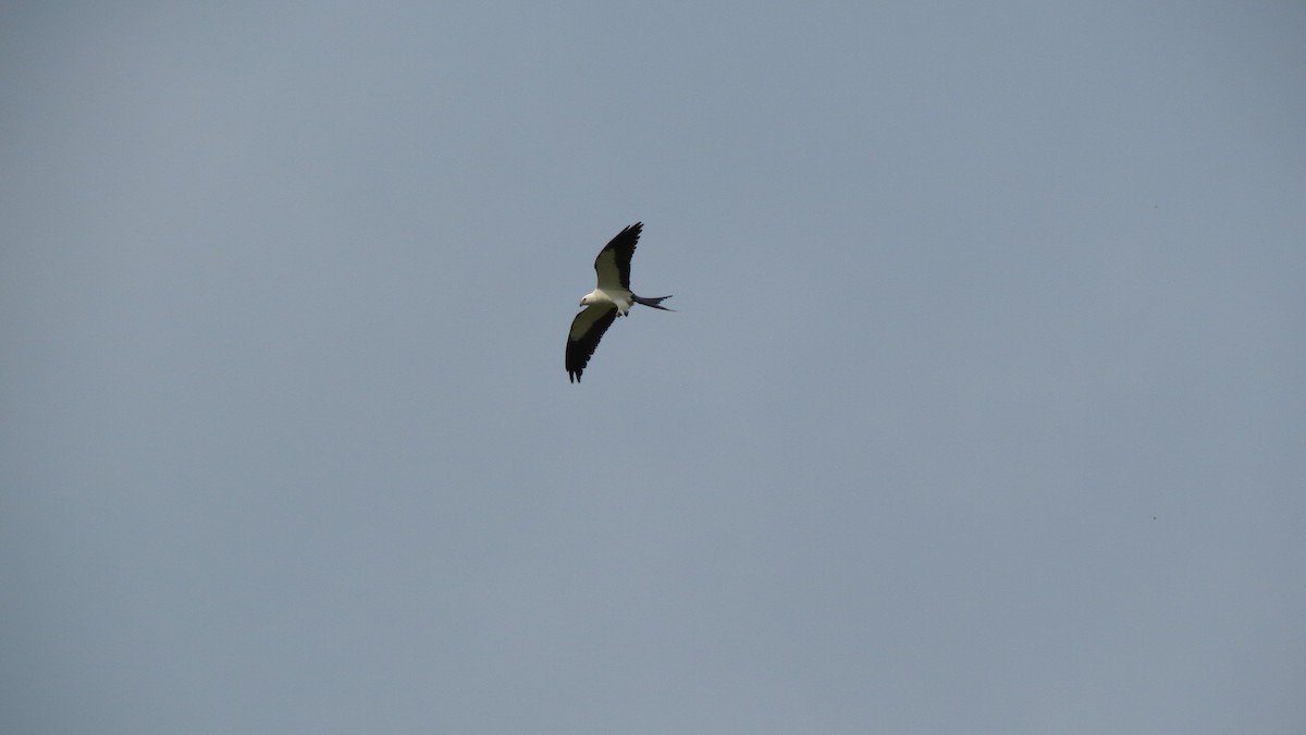 Swallow-tailed Kite - ML150088541