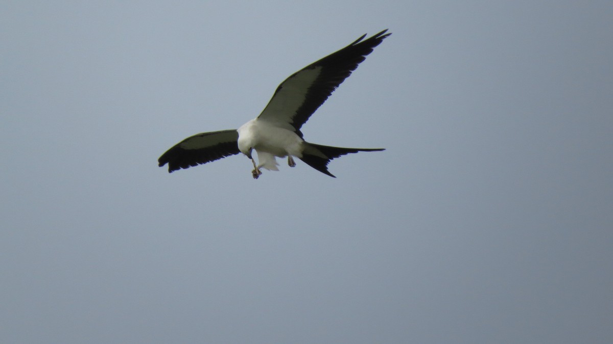 Swallow-tailed Kite - ML150088581