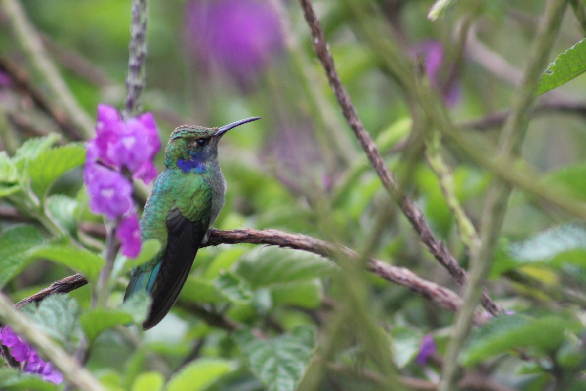 kolibřík modrouchý - ML150088611