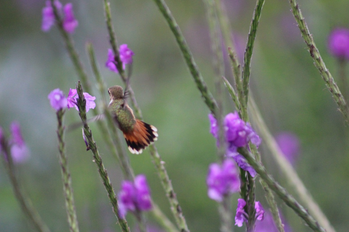 Colibrí Centelleante - ML150088691