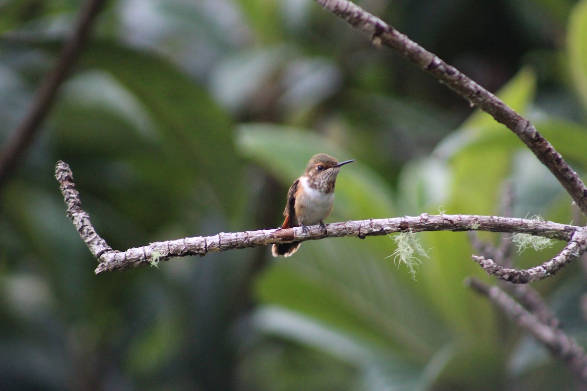 Scintillant Hummingbird - ML150088781