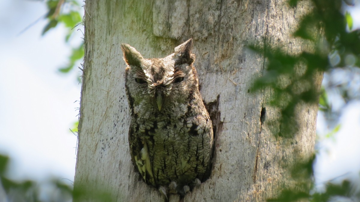Eastern Screech-Owl (McCall's) - ML150088921