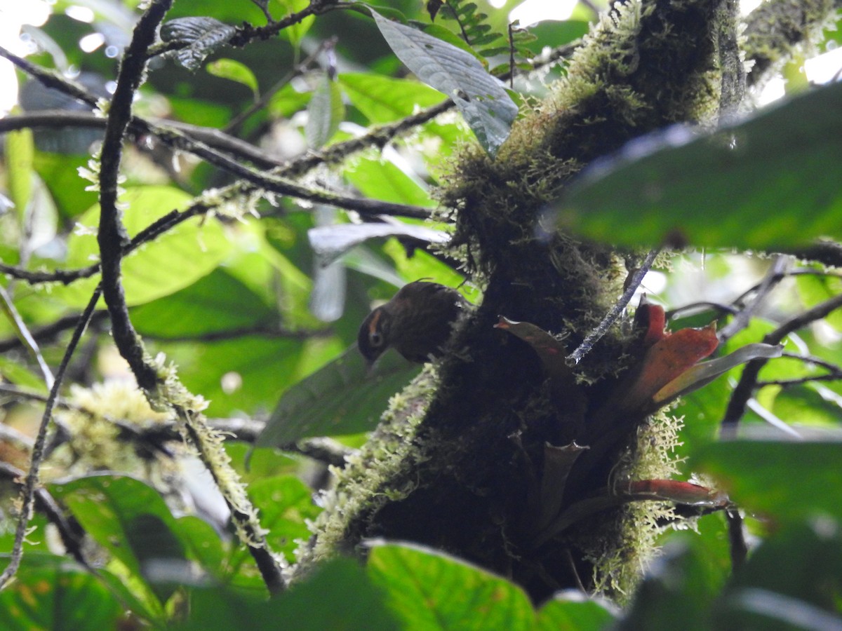 Scaly-throated Foliage-gleaner - ML150089361