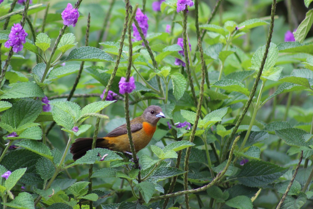 Scarlet-rumped Tanager - ML150089371