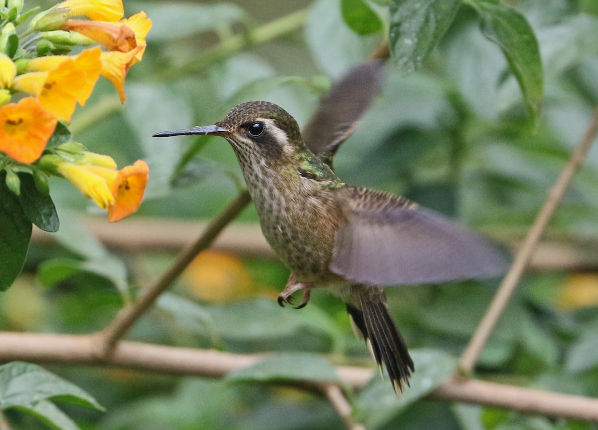 Speckled Hummingbird - Charlotte Byers