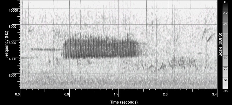 サメズアカアメリカムシクイ（lutescens） - ML150089961