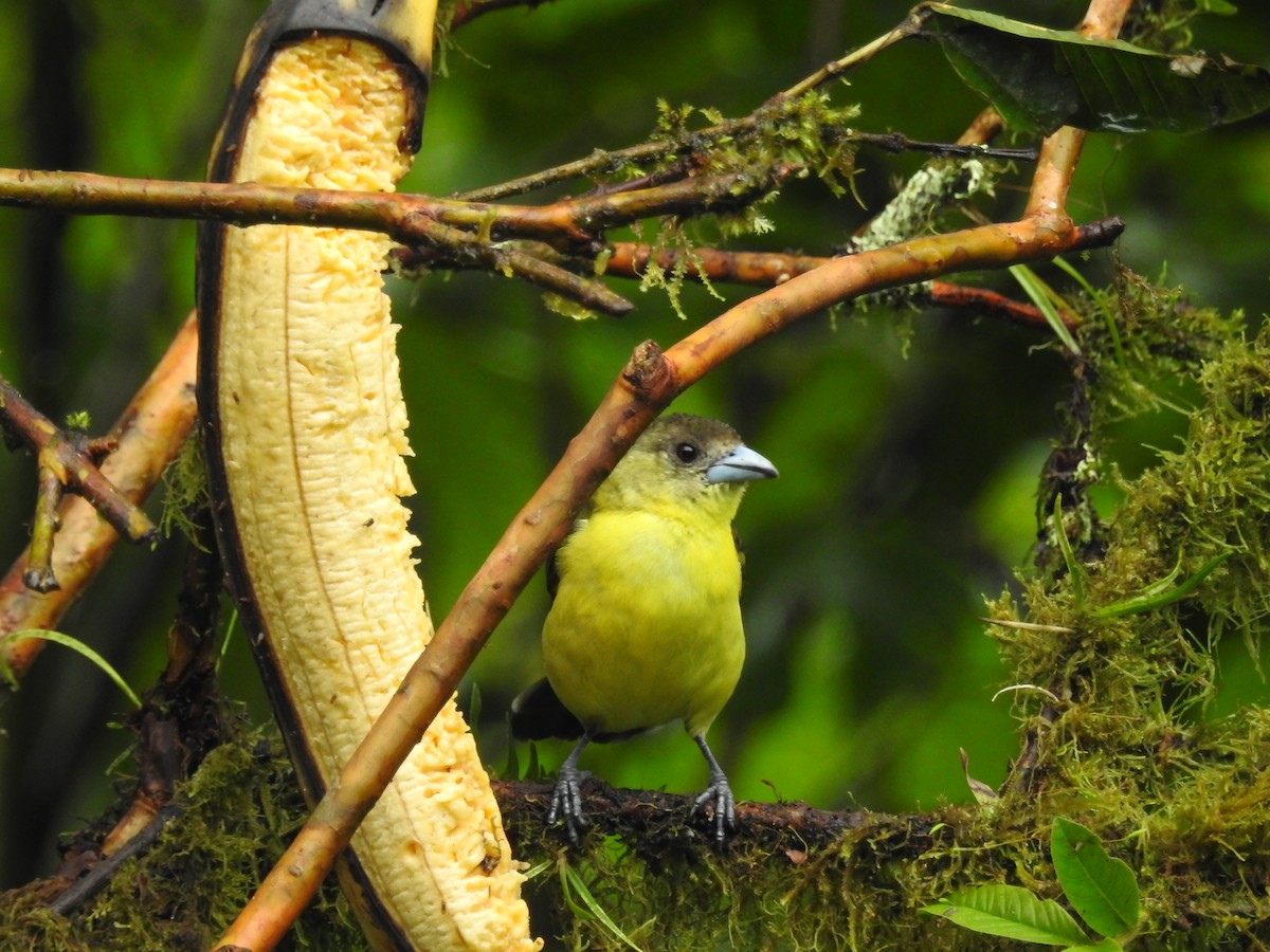 Flame-rumped Tanager - ML150090301