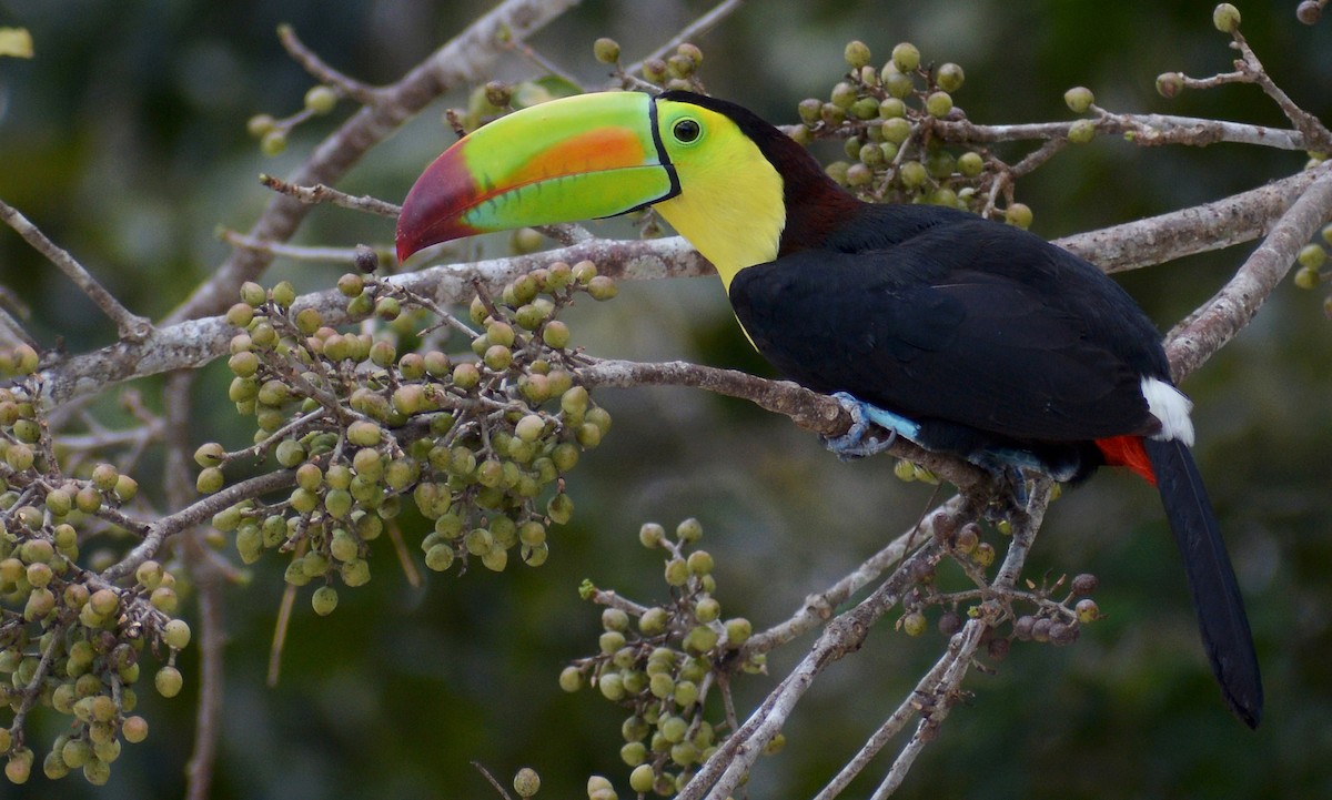 Keel-billed Toucan - ML150091021