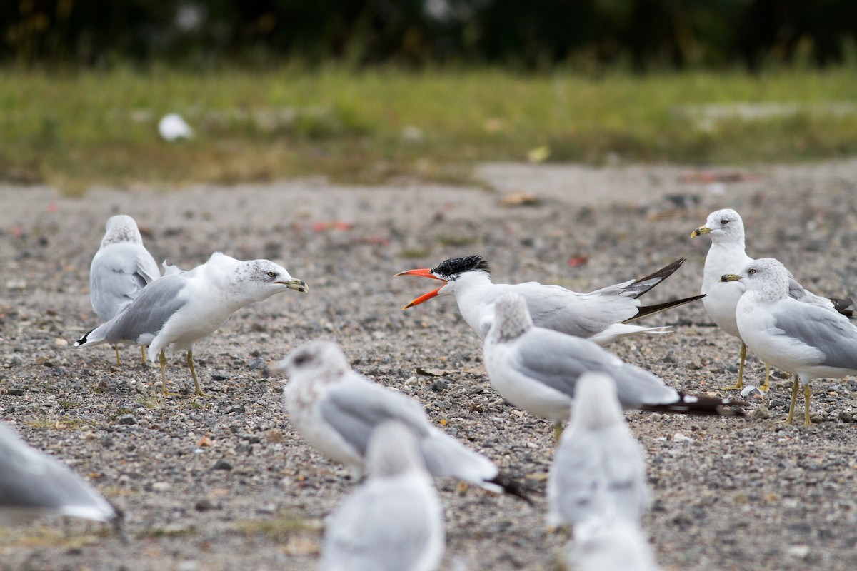 Caspian Tern - ML150091311