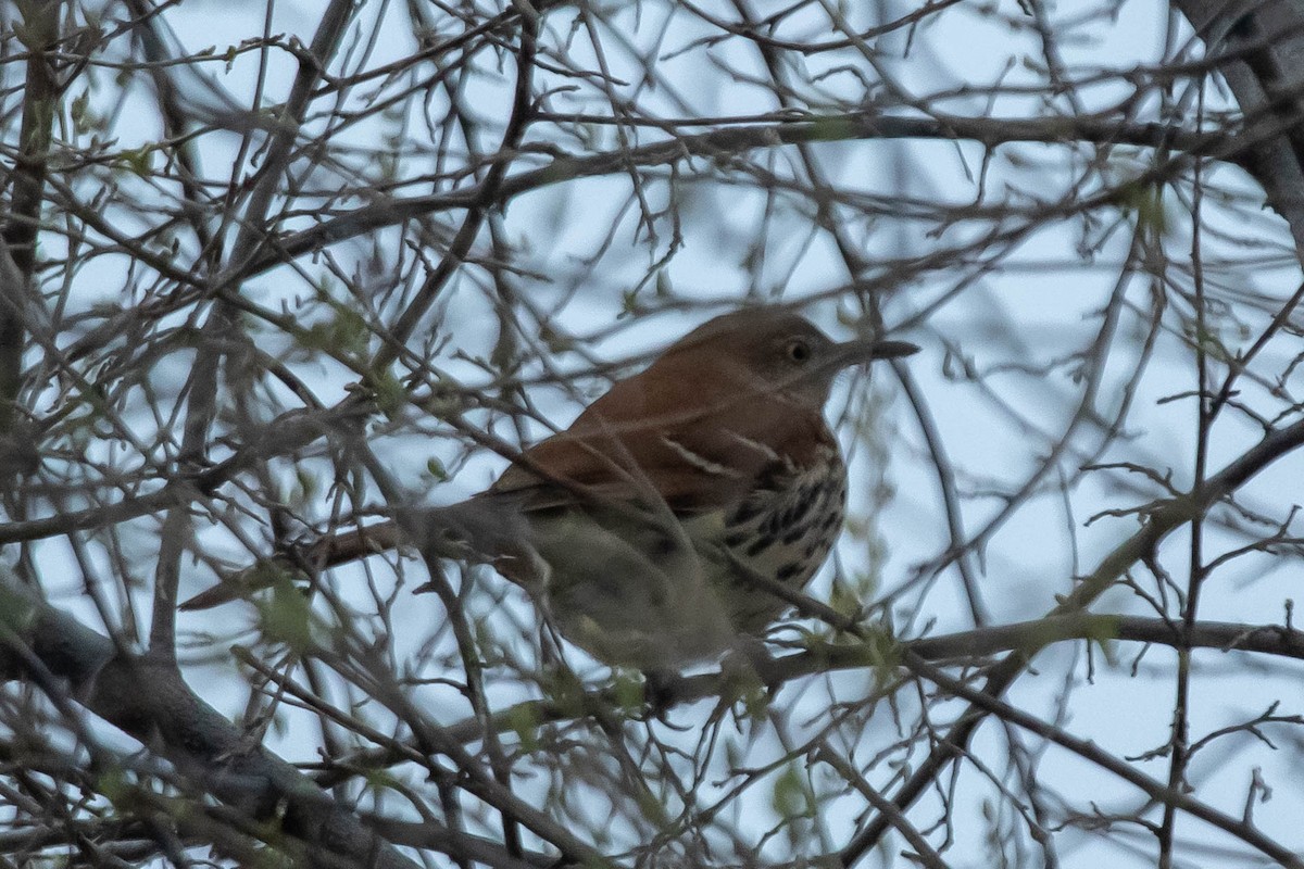 Brown Thrasher - ML150092041