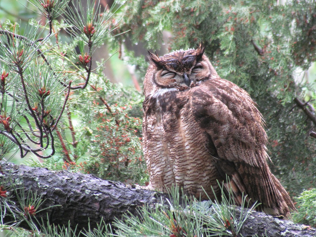 Lesser Horned Owl - ML150094741