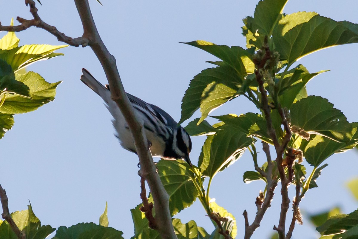 Black-throated Gray Warbler - ML150097161