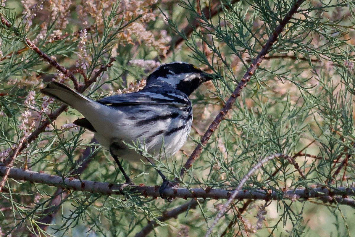 Black-throated Gray Warbler - ML150097371