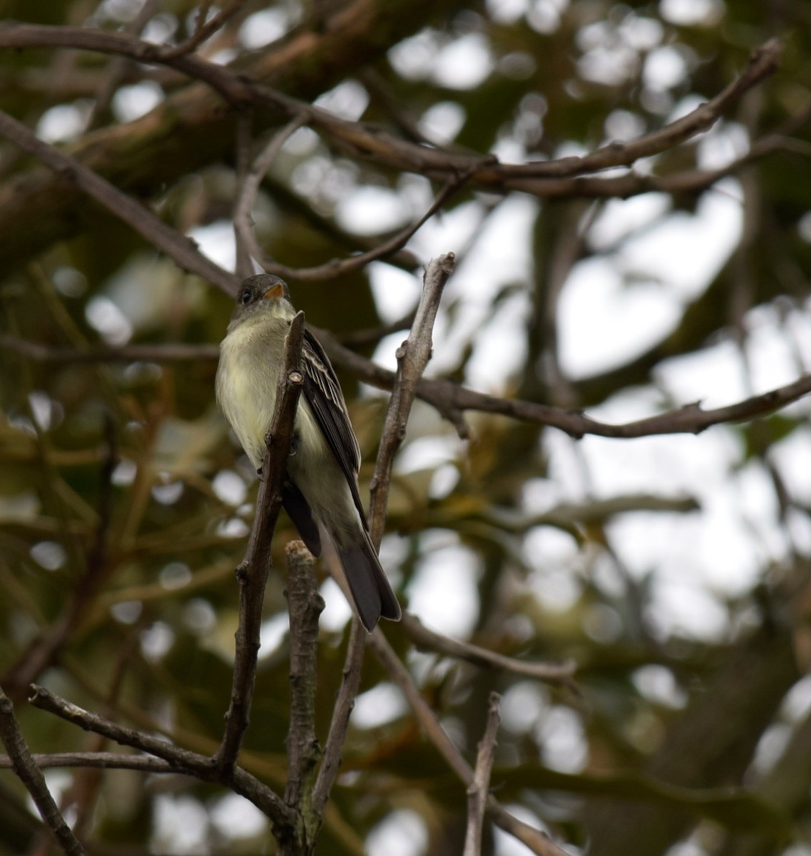 Eastern Wood-Pewee - ML150098761