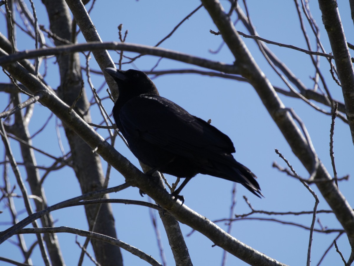 Fish Crow - ML150099331