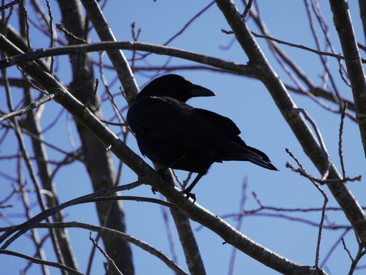 Fish Crow - ML150099351