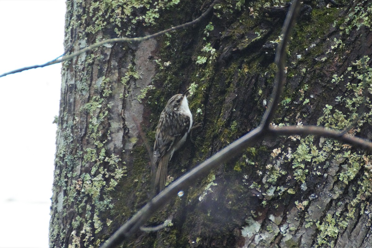 Brown Creeper - ML150099541