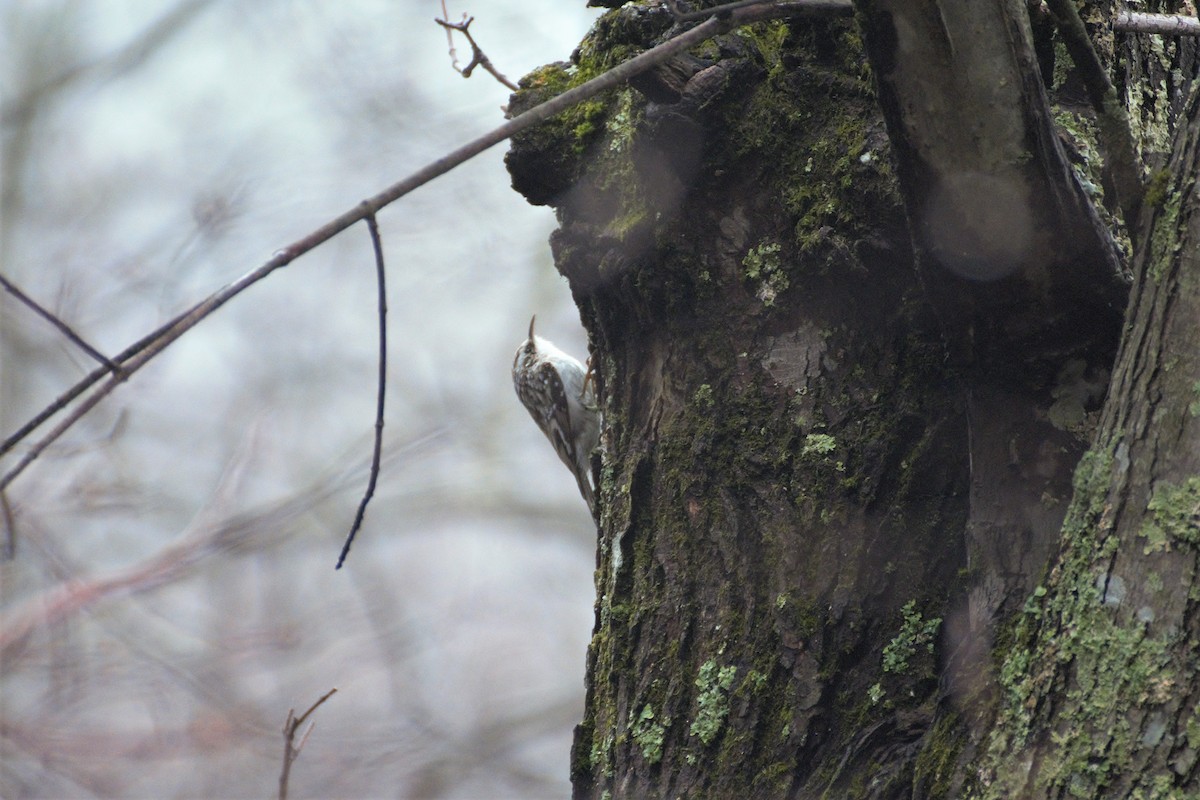 Brown Creeper - ML150099601
