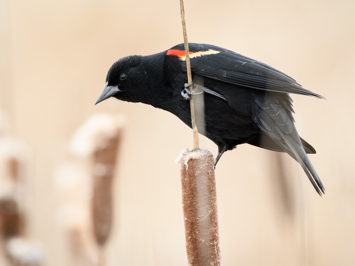 Red-winged Blackbird - Darren Clark