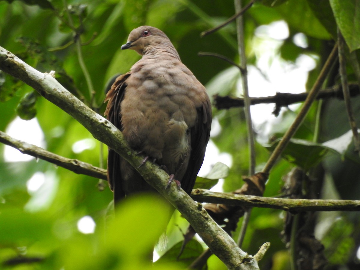 Ruddy Pigeon - ML150101351