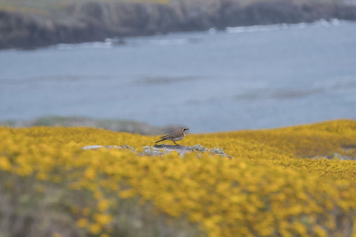 Horned Lark - ML150101441