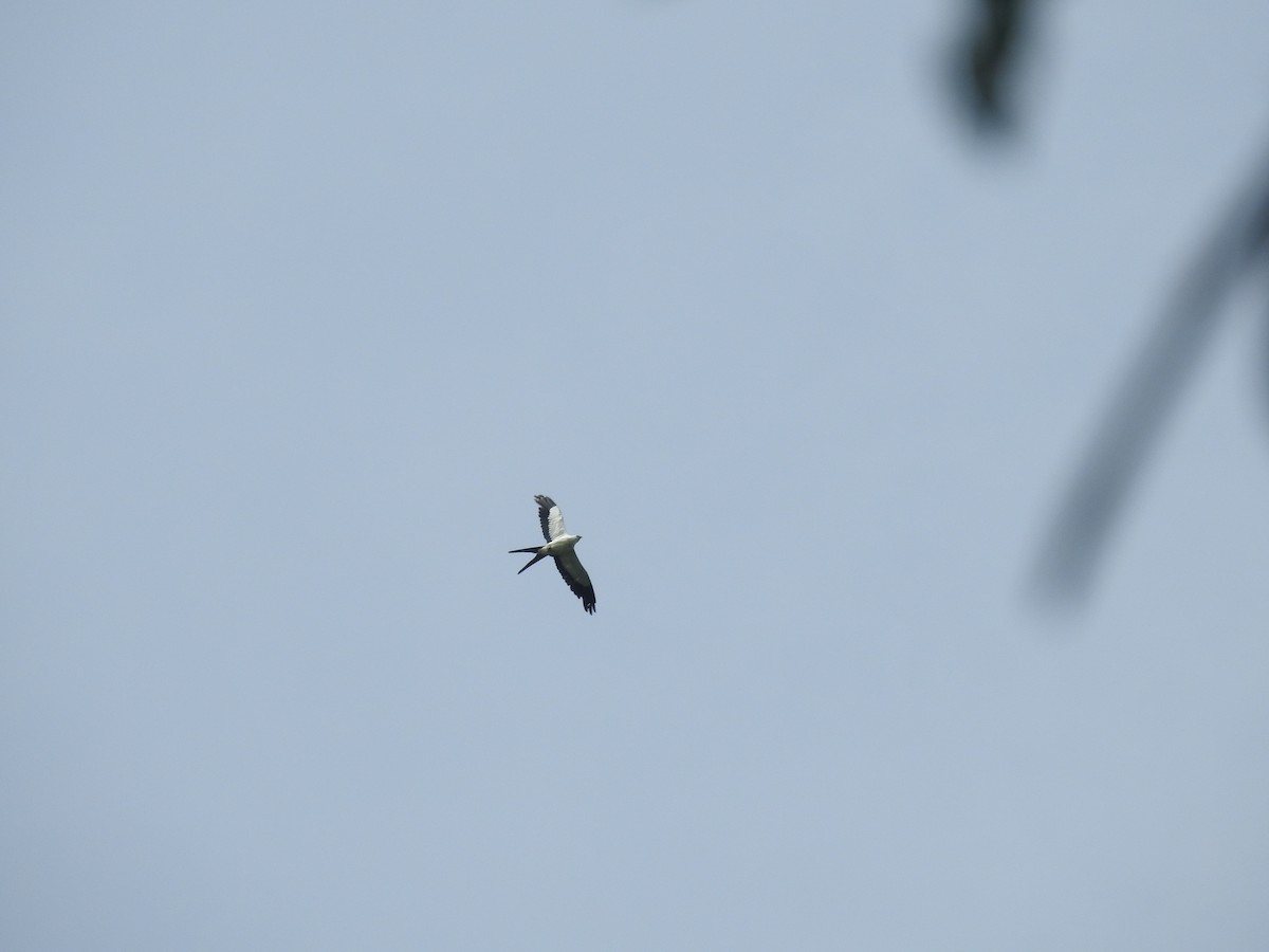 Swallow-tailed Kite - ML150101551
