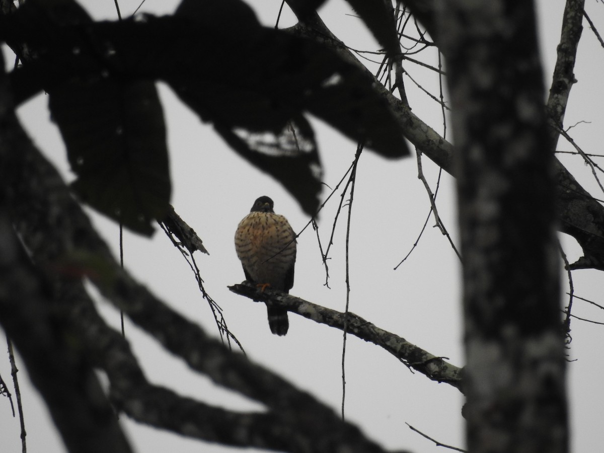Double-toothed Kite - ML150101841