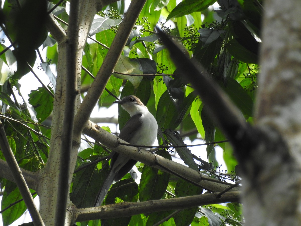 Black-billed Cuckoo - ML150101861