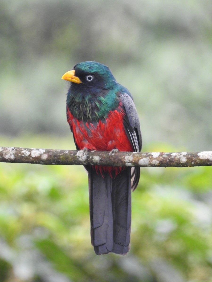 Blue-tailed Trogon - ML150102911