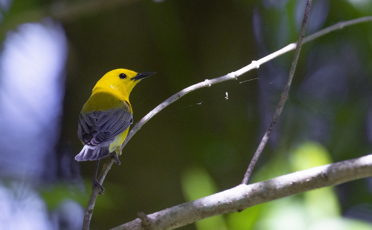Prothonotary Warbler - ML150103641
