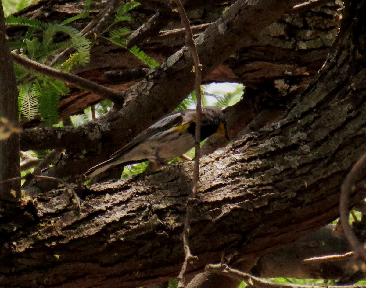 Yellow-rumped Warbler - Duncan Poole